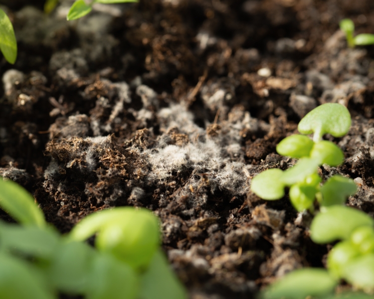 Soil Treatment